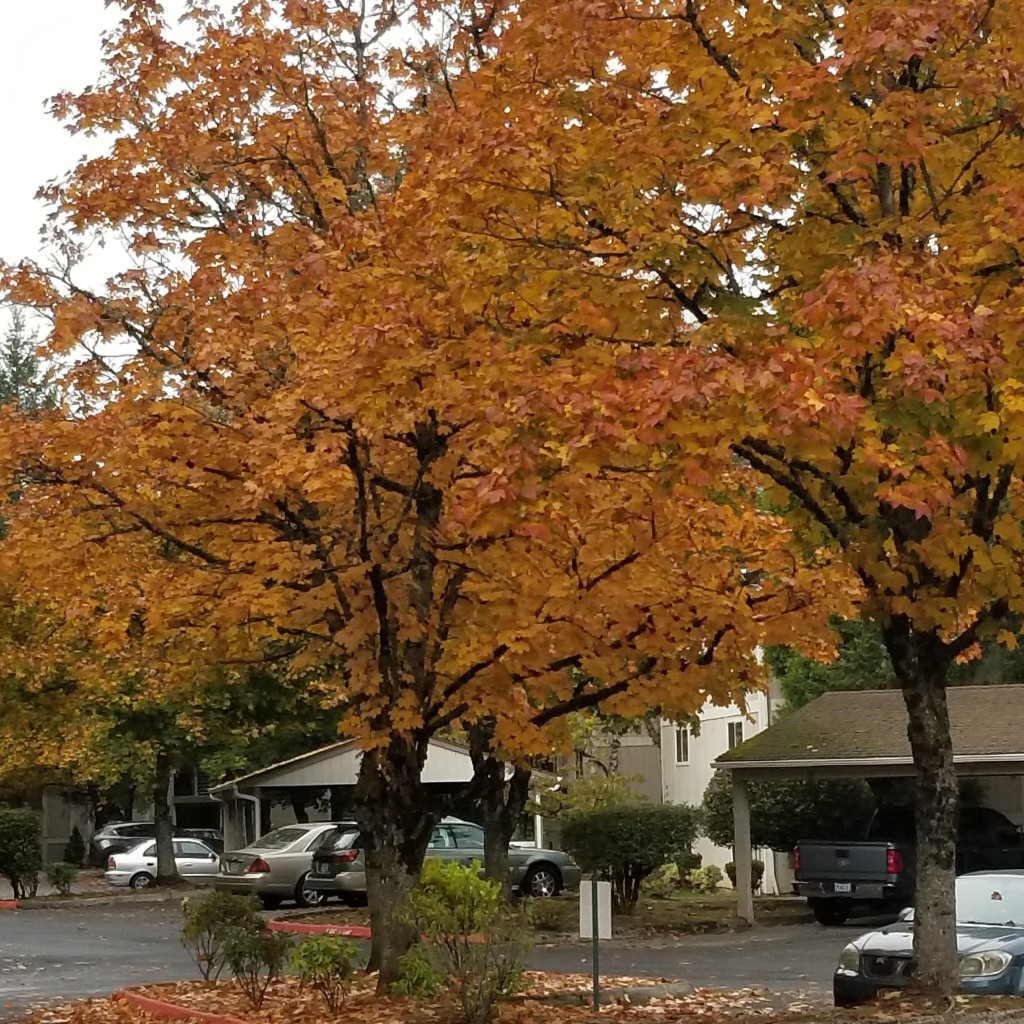 Hood Center Apartments Bright Apartments
